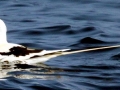 White-tailed Tropicbird