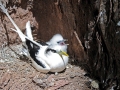 White-tailed Tropicbird