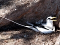 White-tailed Tropicbird