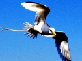 White-tailed Tropicbird