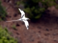 White-tailed Tropicbird