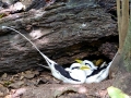 White-tailed Tropicbird