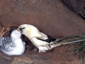 White-tailed Tropicbird
