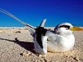 White-tailed Tropicbird