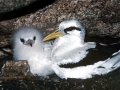 White-tailed Tropicbird