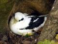 White-tailed Tropicbird