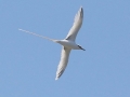 White-tailed Tropicbird