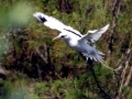 White-tailed Tropicbird