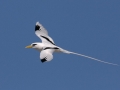 White-tailed Tropicbird