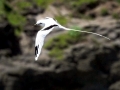 White-tailed Tropicbird