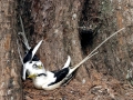 White-tailed Tropicbird