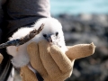 White-tailed Tropicbird