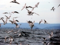 White-tailed Tropicbird