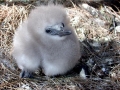 White-tailed Tropicbird