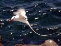 White-tailed Tropicbird