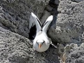 White-tailed Tropicbird