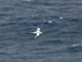 White-tailed Tropicbird