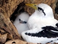 White-tailed Tropicbird