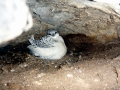 White-tailed Tropicbird