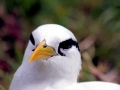 White-tailed Tropicbird