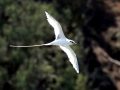 White-tailed Tropicbird