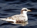 White-tailed Tropicbird