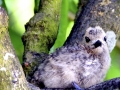 White-tailed Tropicbird