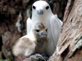 White-tailed Tropicbird