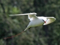 White-tailed Tropicbird