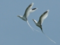 White-tailed Tropicbird