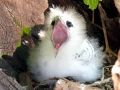 White-tailed Tropicbird