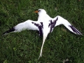 White-tailed Tropicbird