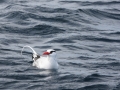 White-tailed Tropicbird