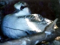 White-tailed Tropicbird