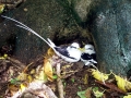 White-tailed Tropicbird