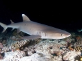 Whitetip Reef Shark