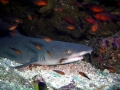 Whitetip Reef Shark