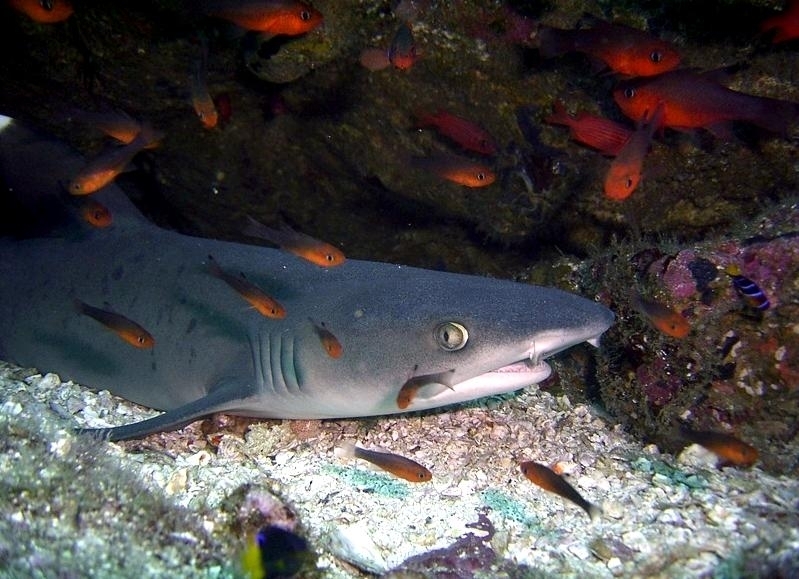 Whitetip Reef Shark