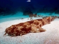 Wobbegong Shark