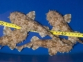 Wobbegong Shark