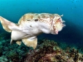 Wobbegong Shark