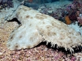 Wobbegong Shark