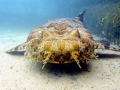 Wobbegong Shark