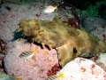 Wobbegong Shark