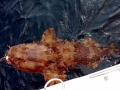 Wobbegong Shark