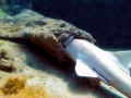 Wobbegong Shark
