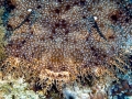 Wobbegong Shark