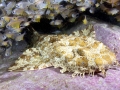 Wobbegong Shark