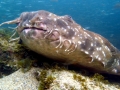 Wobbegong Shark