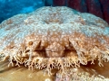 Wobbegong Shark